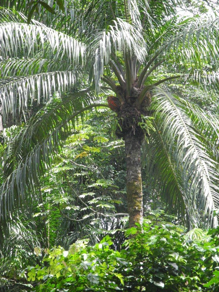 Palm nut for oil