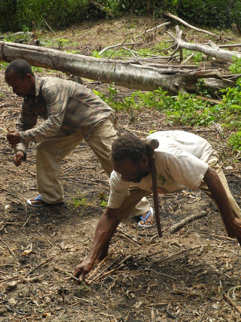 Planting manioc