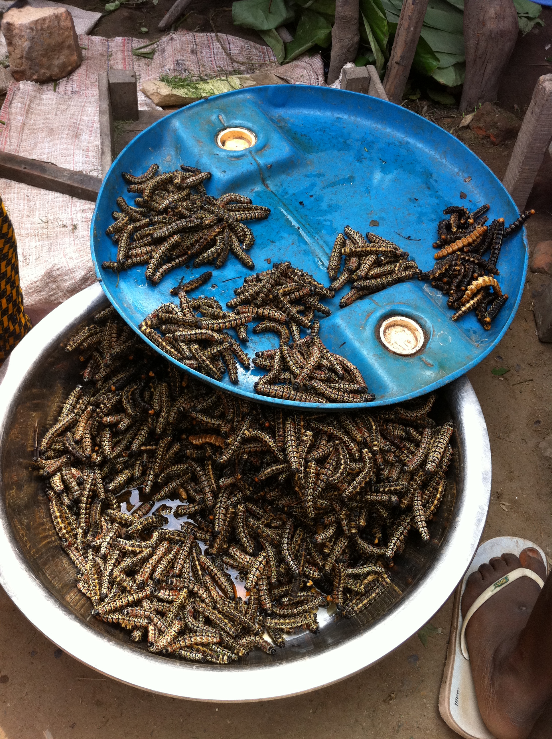Caterpillars for sale at the meat market
