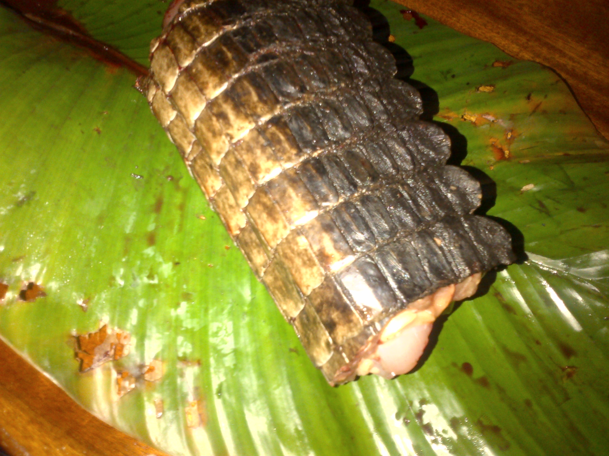 Croc meat wrapped in leaf to take home