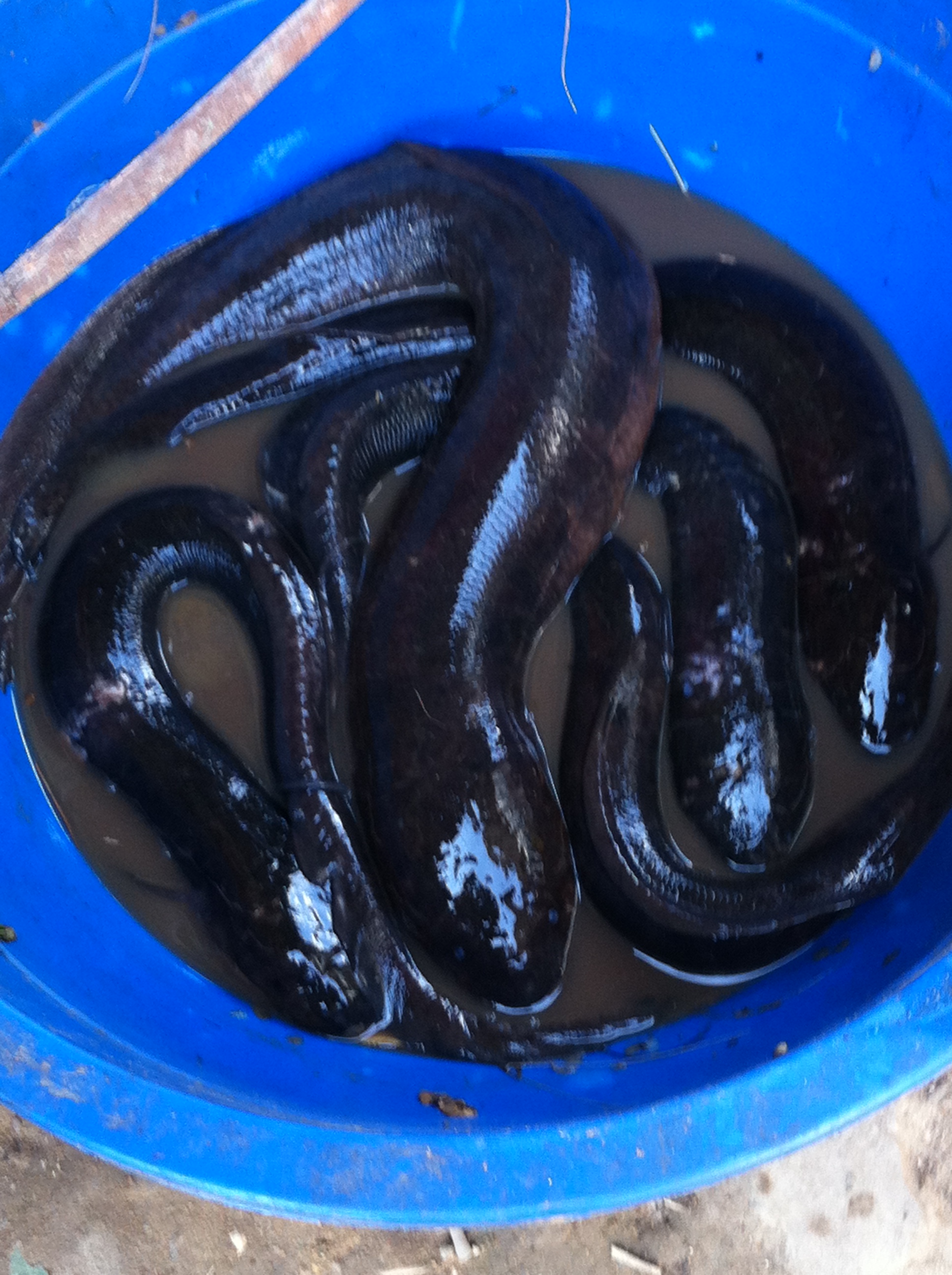 Electric fish for sale in the market