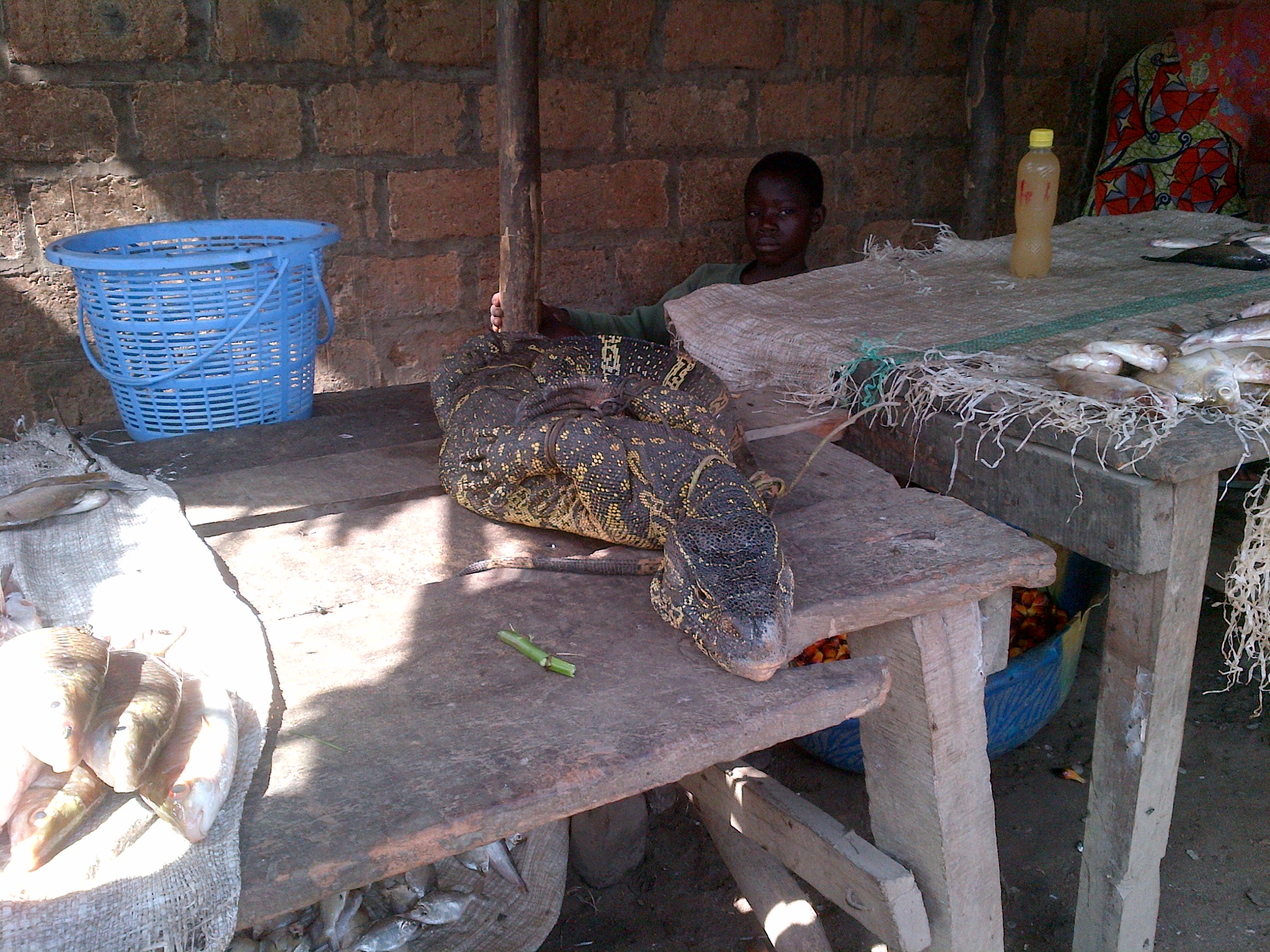 Lizard for sale at the meat market